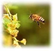 Une abeille en vol