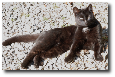 Casquine, une chatte noire Casquine, une chatte noire