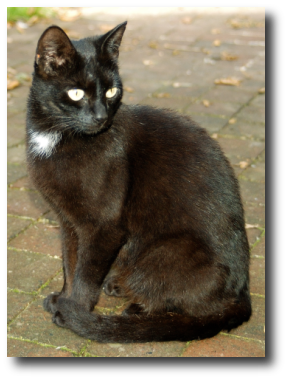 Casquine, une chatte noire Casquine, une chatte noire