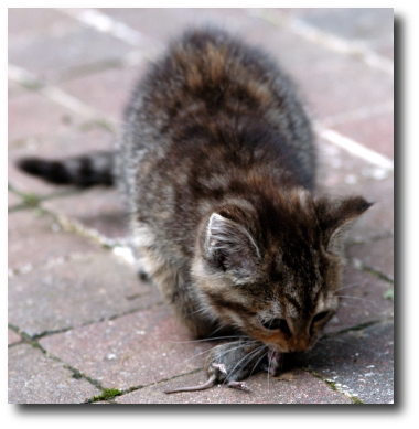 Un chat et sa souris Un chat et sa souris