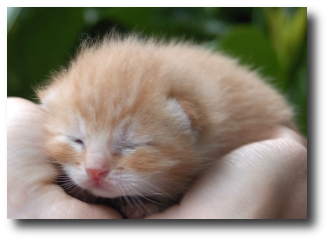 Les yeux du chaton commencent � s'ouvrir
