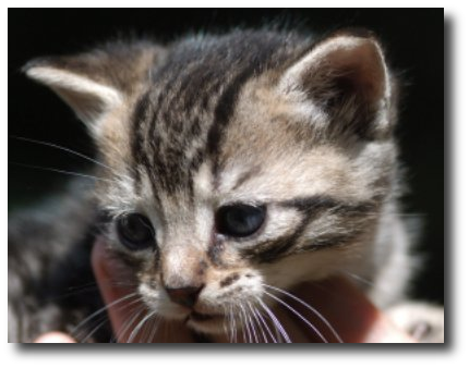 Un chaton tigr� gris