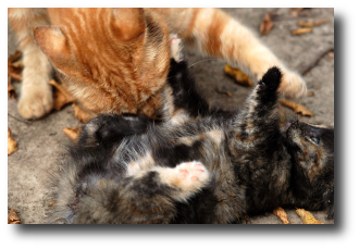 Jeu avec maman