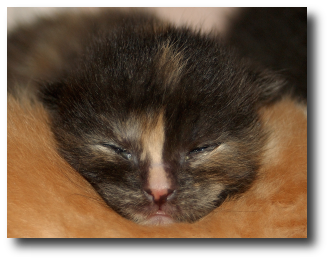 Les yeux du chaton commencent � s'ouvrir