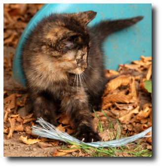 Le chaton et la ficelle
