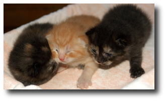 Les yeux du chaton commencent � s'ouvrir