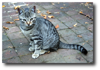Le chaton tigr� gris