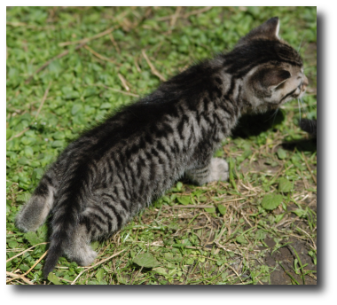 Le chaton tigr� gris � l'�ge de 4 semaines