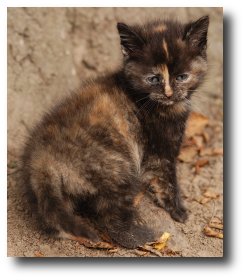 Un chaton gris-roux avec balafre