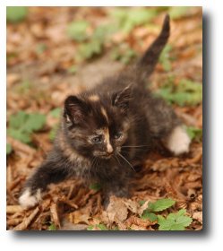 Un chaton gris-roux avec balafre