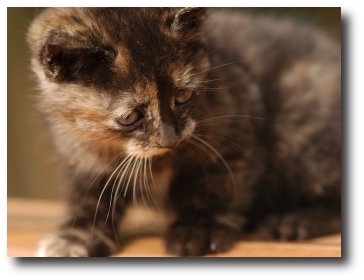Un chaton gris-roux