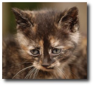 Un chaton gris-roux