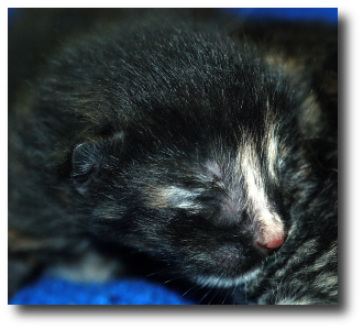 Le chaton gris fonc� mouchet� de roux