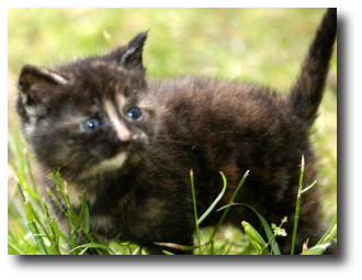 Le chaton gris fonc�