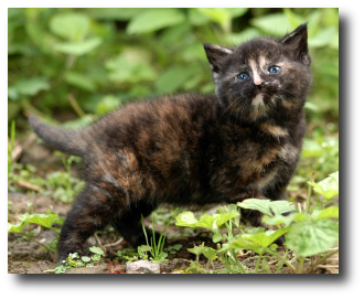 Le chaton gris fonc�