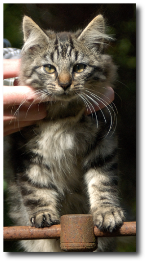 Le chaton tigr� gris