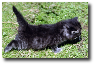 Le chaton tigr� gris