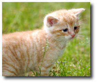 Le chaton roux