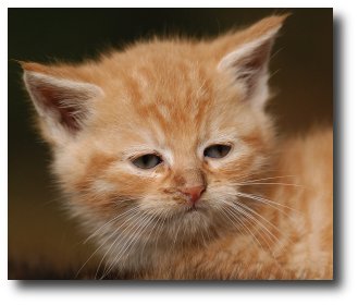 Un chaton roux
