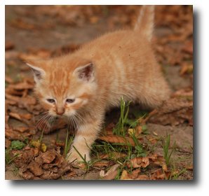 Un chaton roux