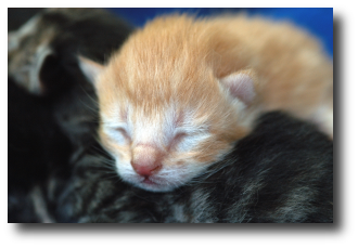 Le chaton roux le jour de la naissance