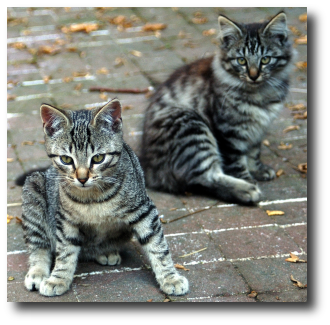 Les chatons tigr�s gris