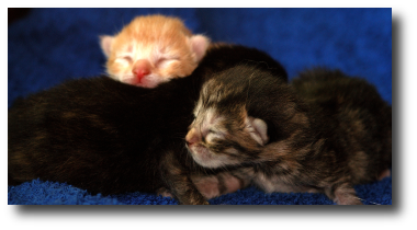 Les chatons le jour de la naissance Les chatons le jour de la naissance