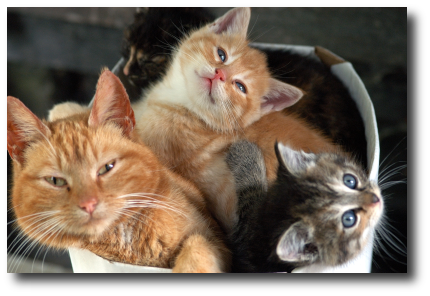 Les chatons à 6 semaines Les chatons à 6 semaines