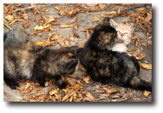 Souvenir des 3 chatons