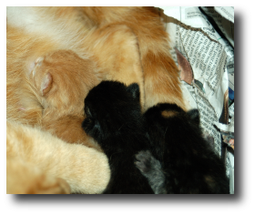Les chatons le jour de la naissance