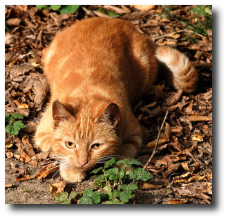 Un chat à l'affut Un chat à l'affut