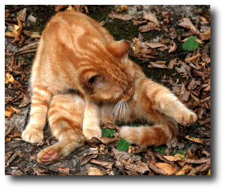 La chatte se lave La chatte se lave