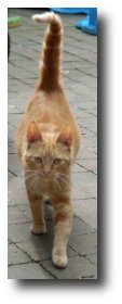 La chatte la veille du jour J La chatte la veille du jour J