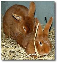 La copulation entre un lapin et une lapine