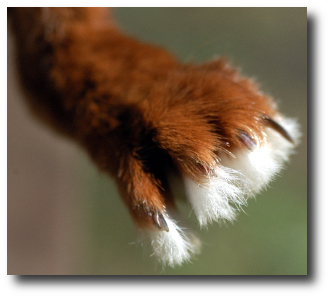 Une patte de lapin