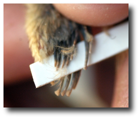 Les plumes des poussins femelles
