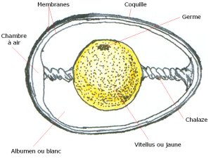 Structure of an egg