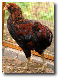L'araucana