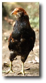 An araucana hen