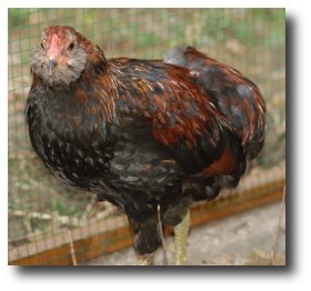 Une poule araucana