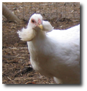 Un araucana au plumage blanc Un araucana blanc