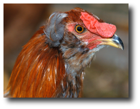 La t�te d'un coq araucana