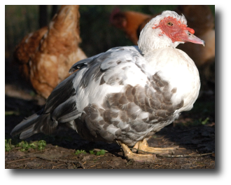 Un canard de Barbarie