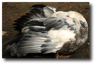 Un canard se nettoie le plumage