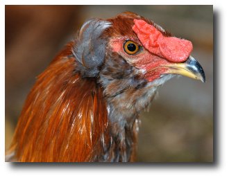 Un coq