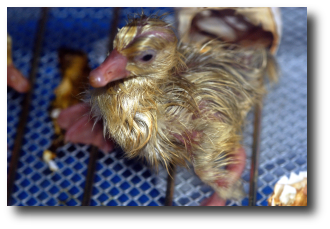 L'oison commence � tenir sur ses pattes
