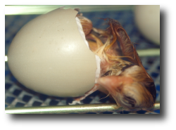 L'�closion d'un poussin