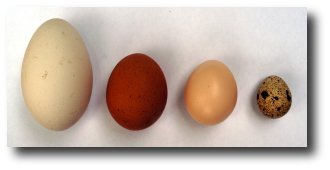 Des oeufs: oie, grande poule, petite poule, caille