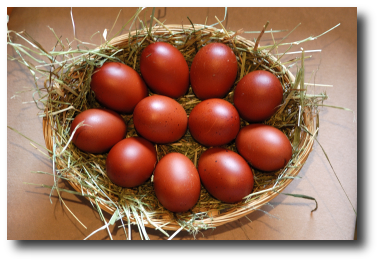 Des oeufs extra-roux de Marans