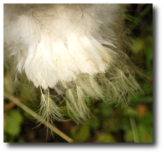 Les plumes commencent à pousser sur la queue Les plumes commencent à pousser sur la queue